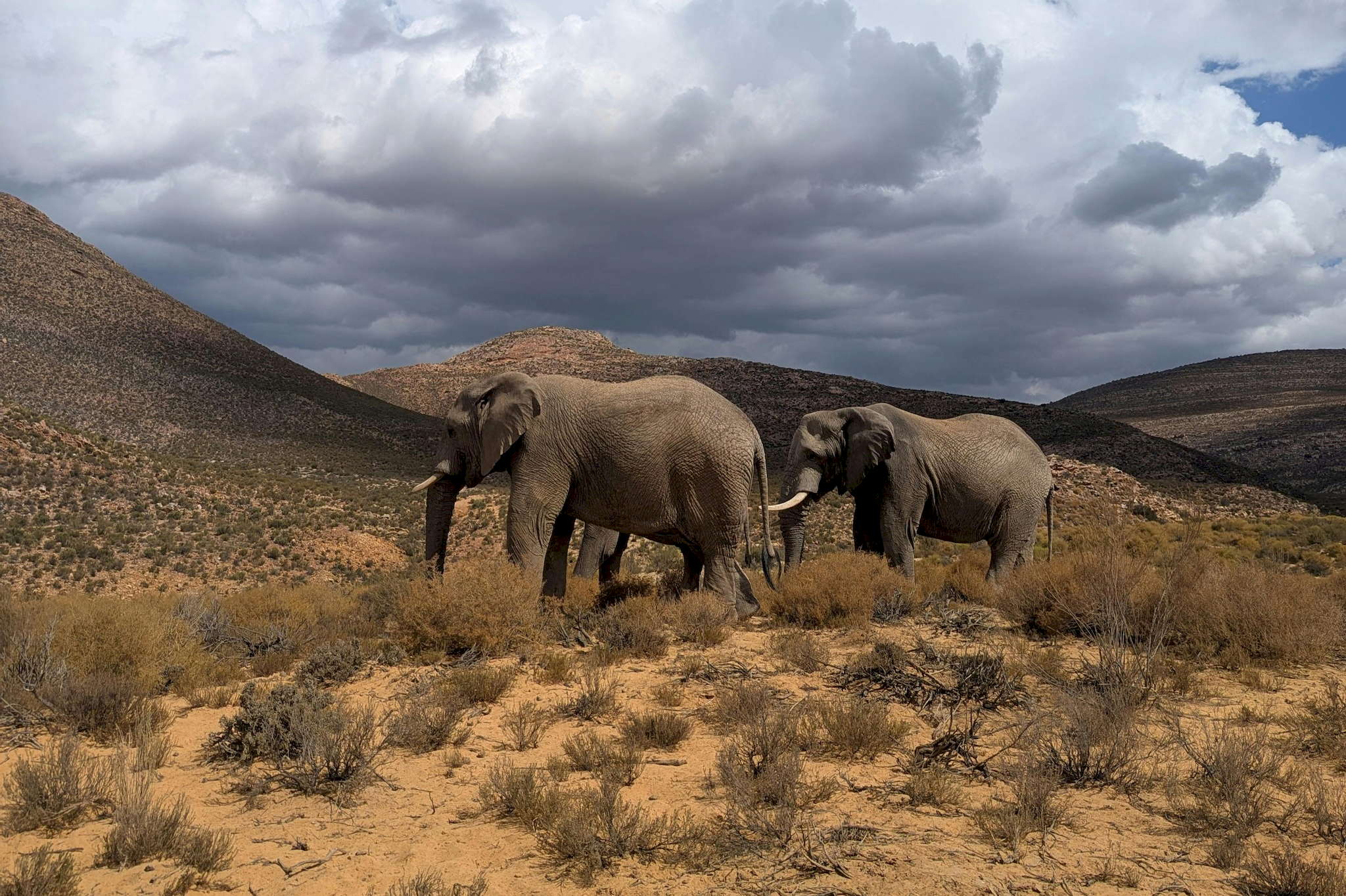 African Elephants in Touws River