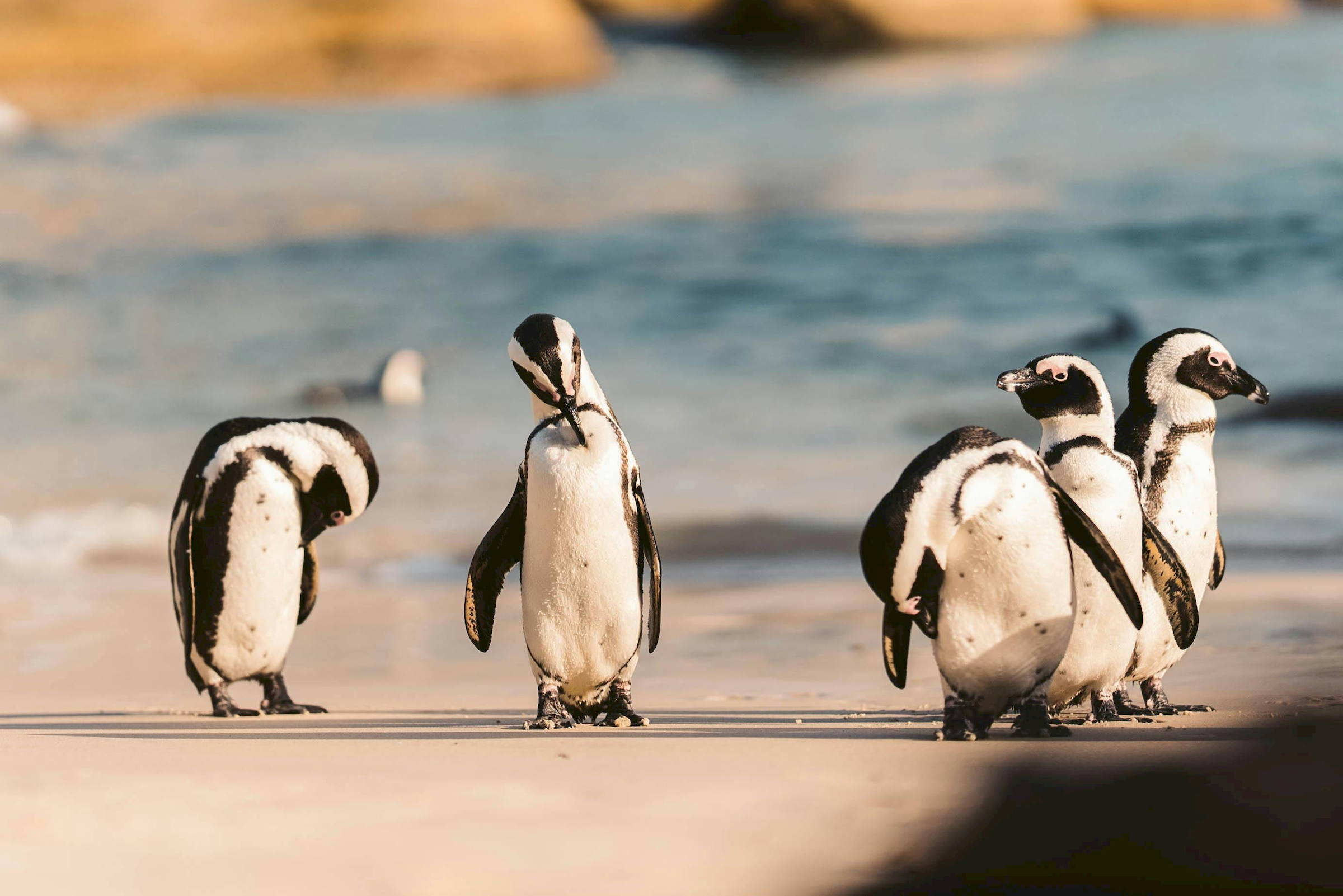 African Penguins