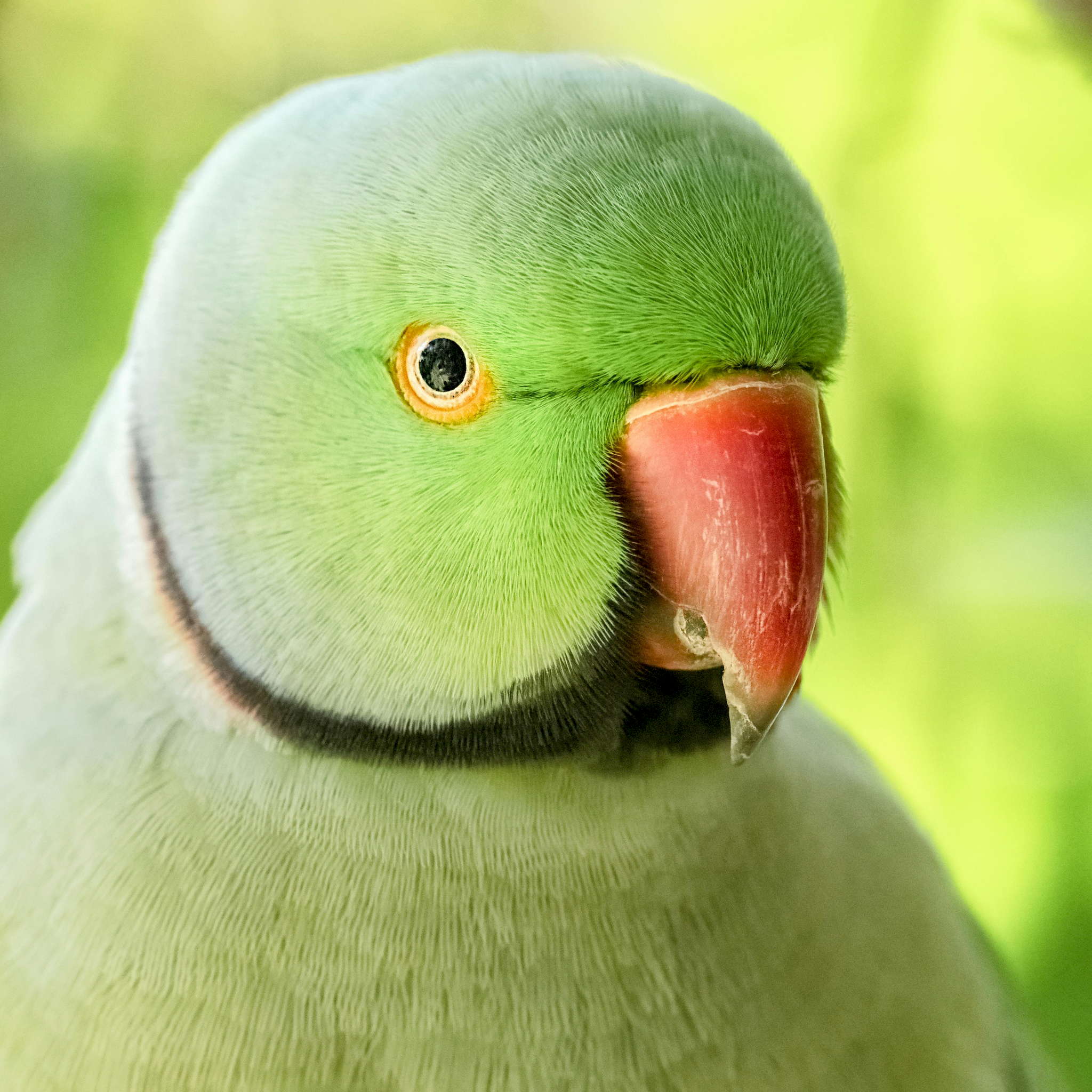 Birds of Eden