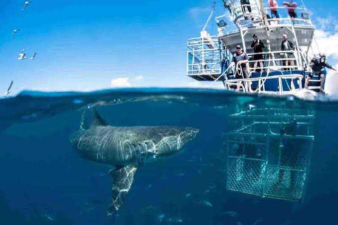 Great White Sharks