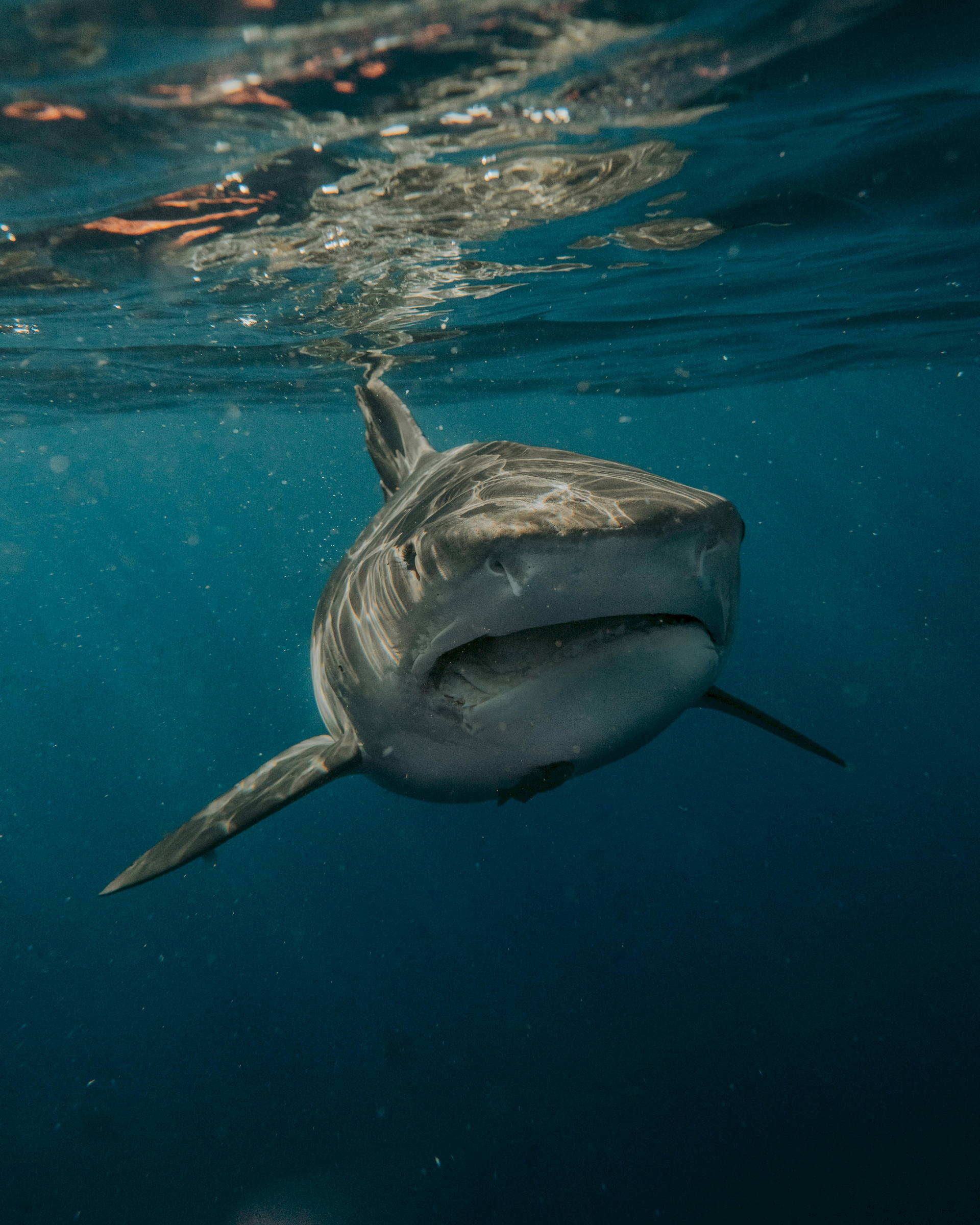 Shark Cage Diving