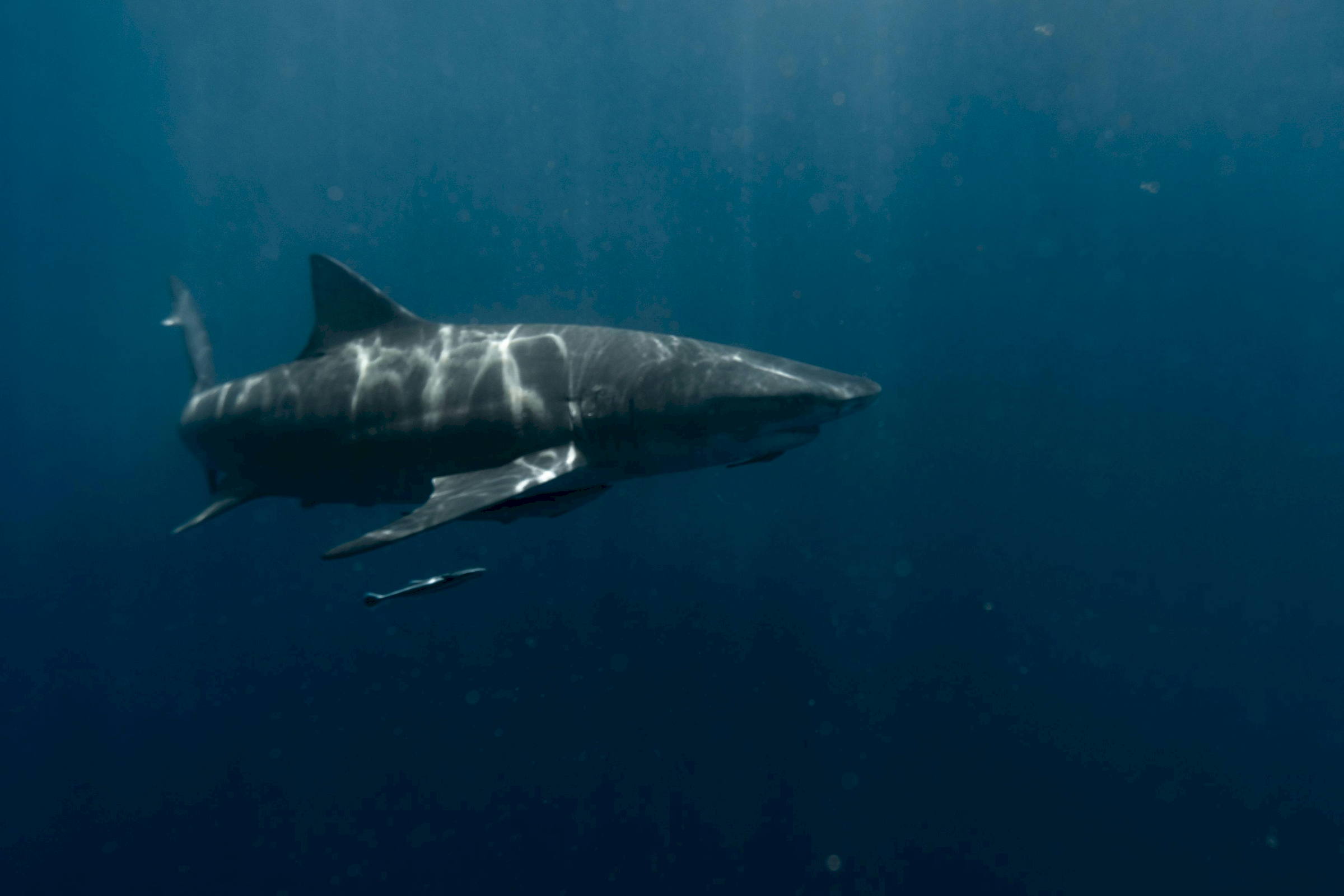 Great White Sharks