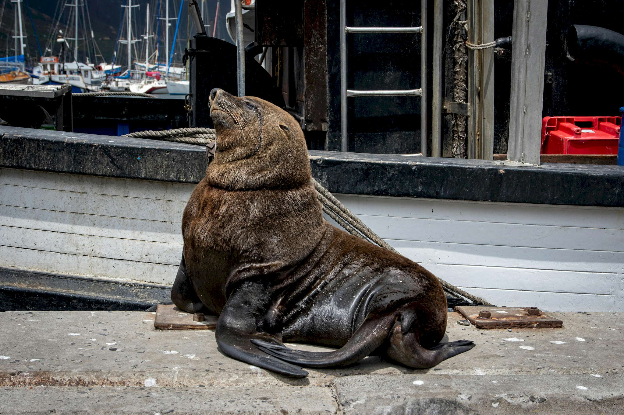 Hout Bay Seal