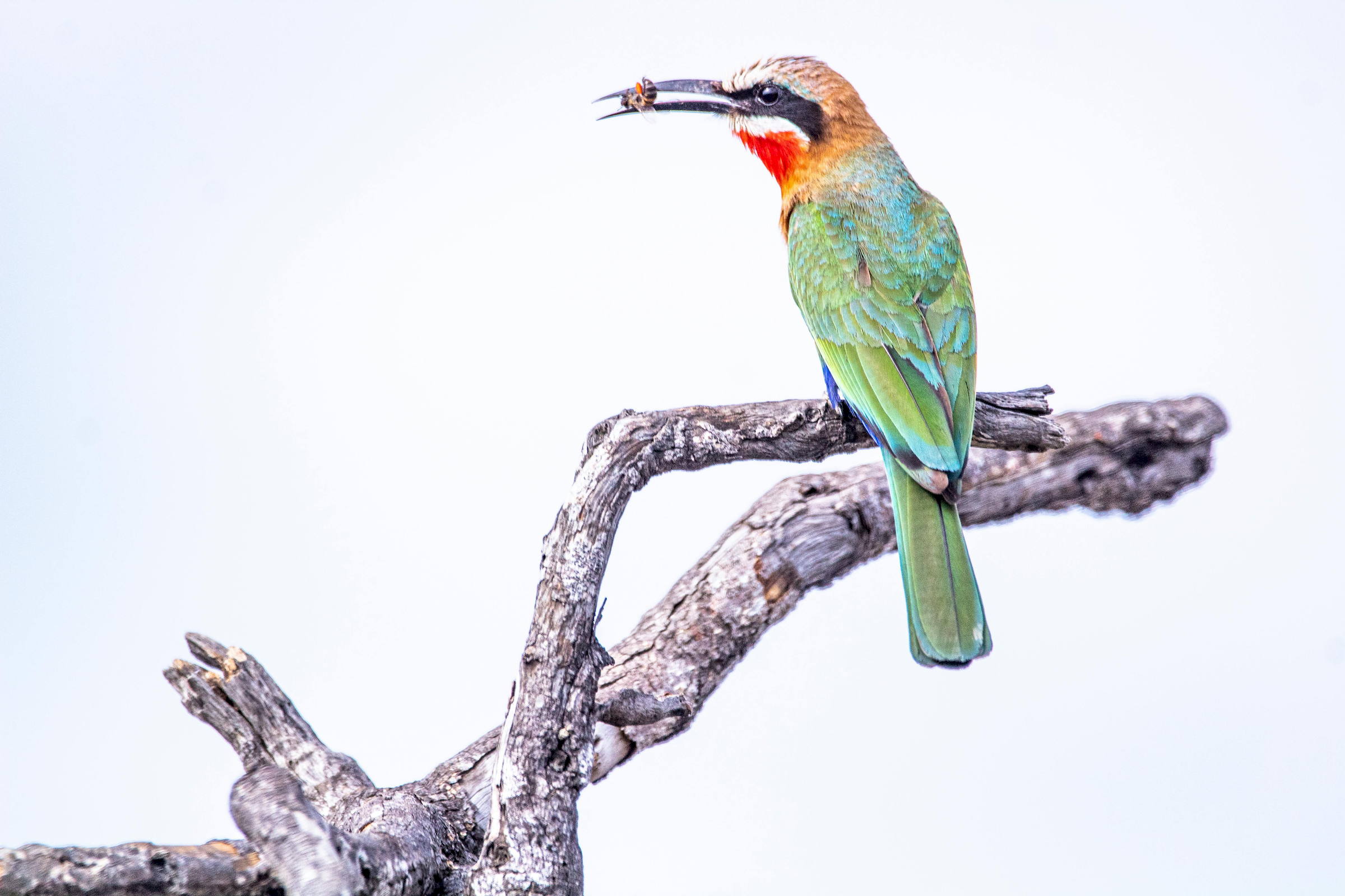 Kruger bee eater