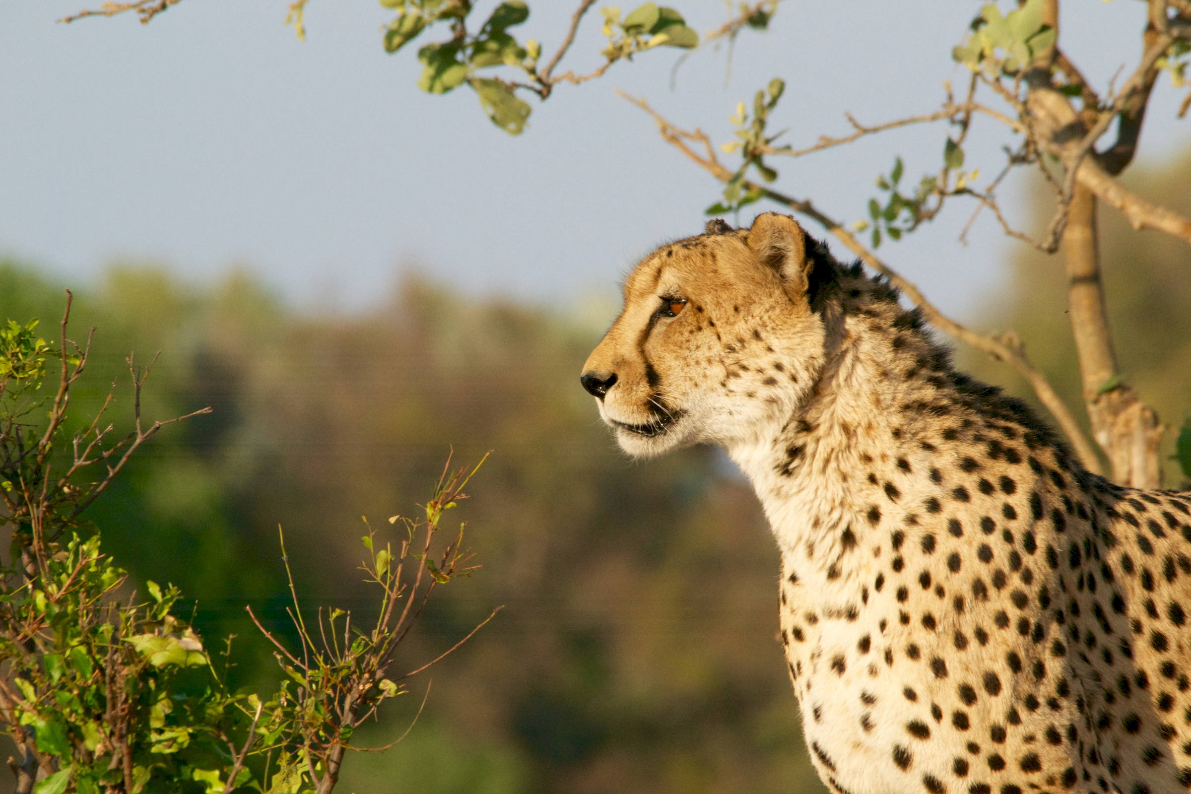 Kruger Cheetah