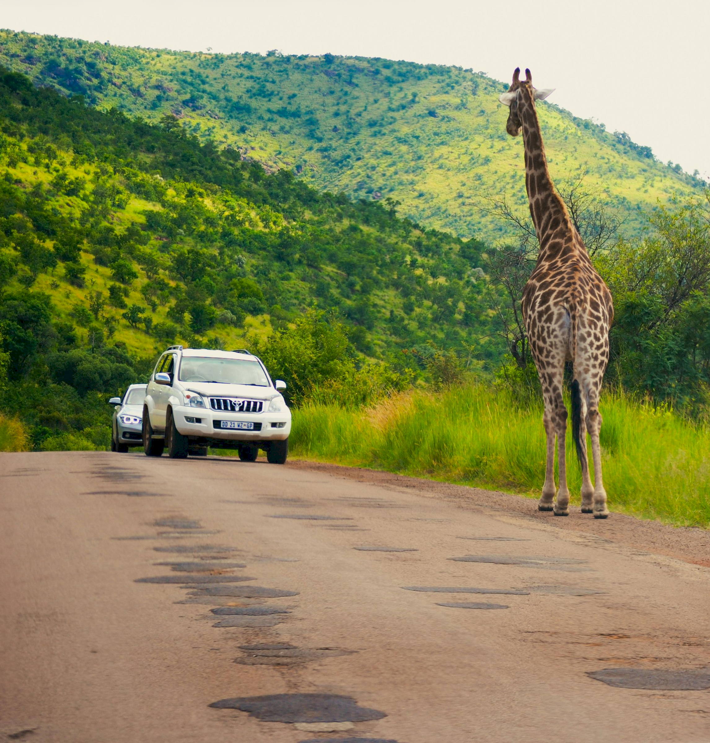 Kruger drive