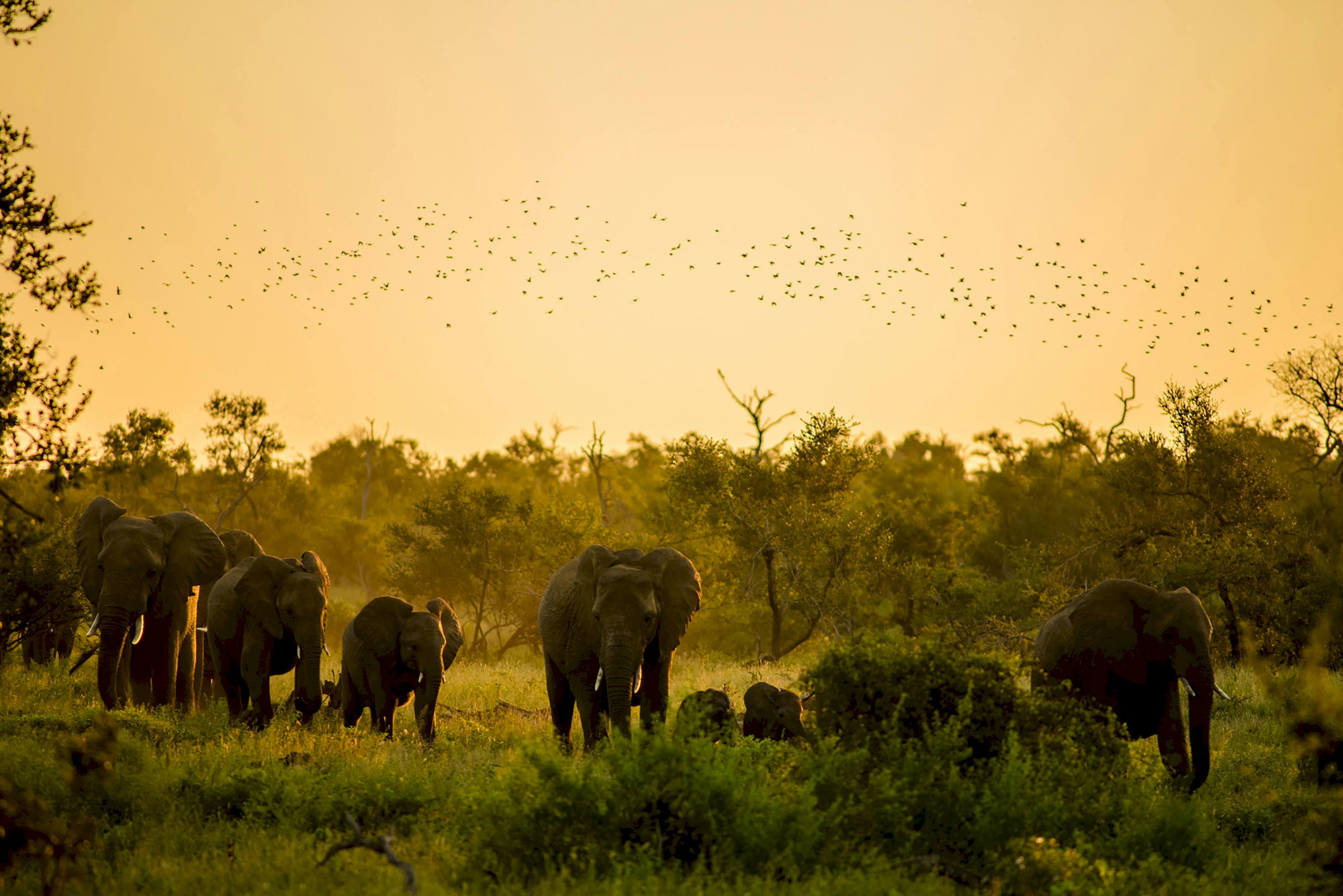 Kruger elephants