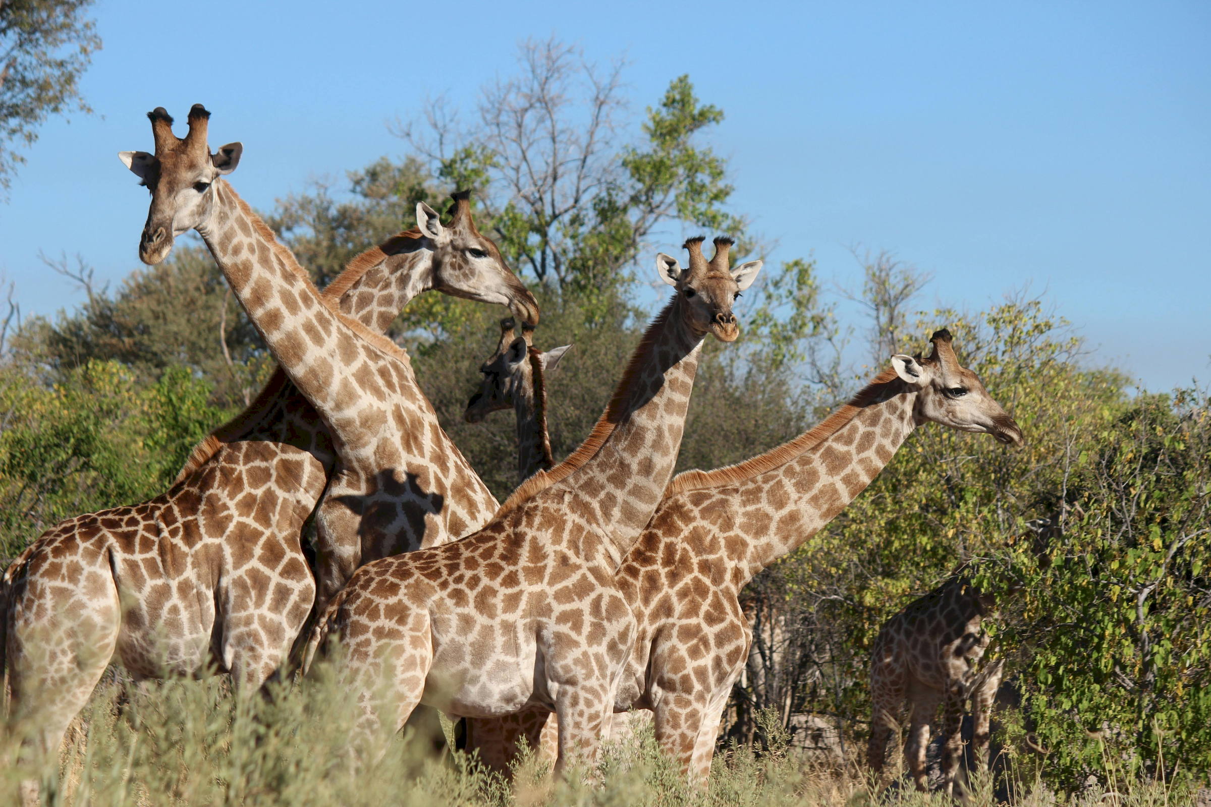 Kruger giraffe