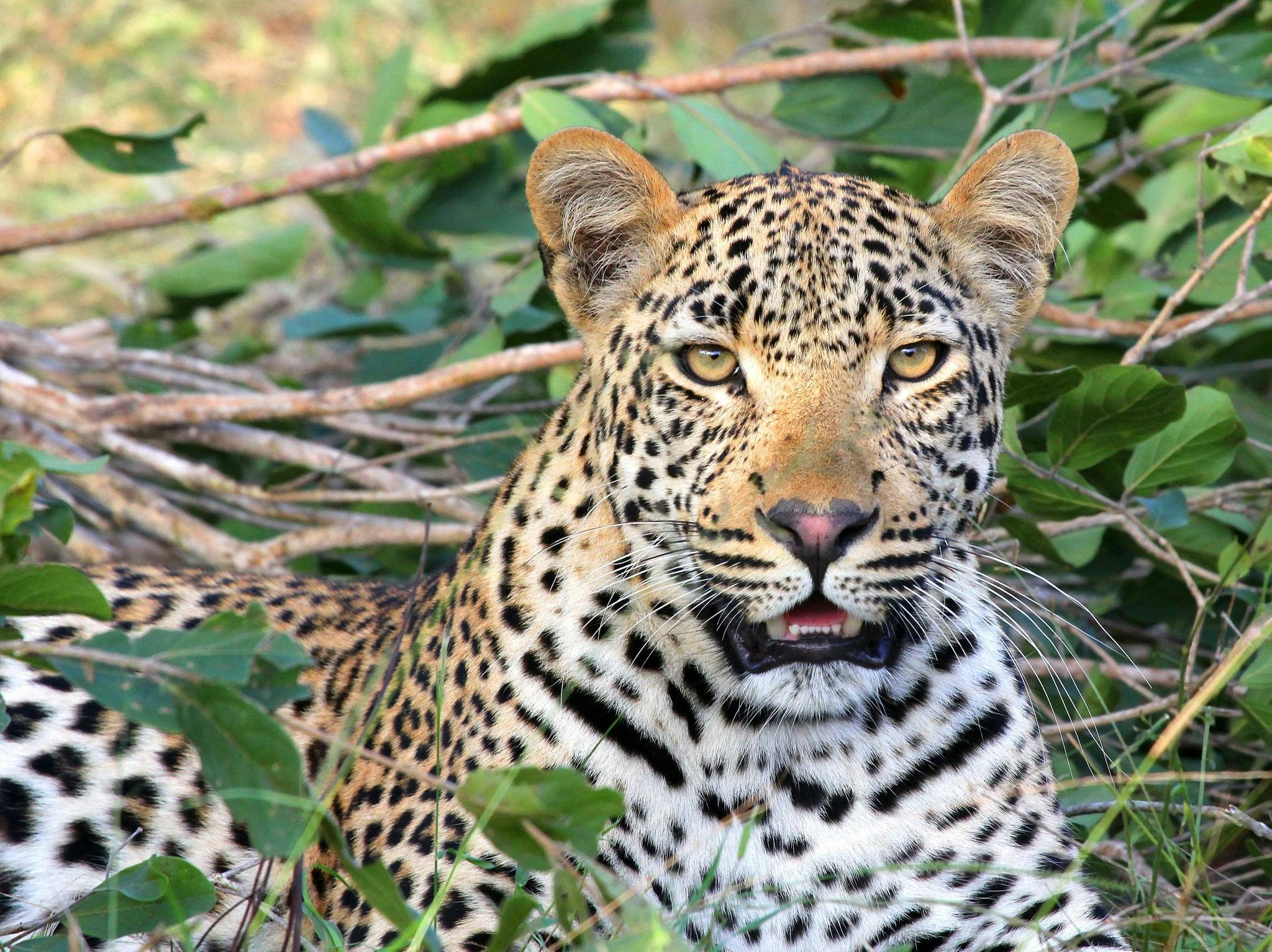 Kruger leopard