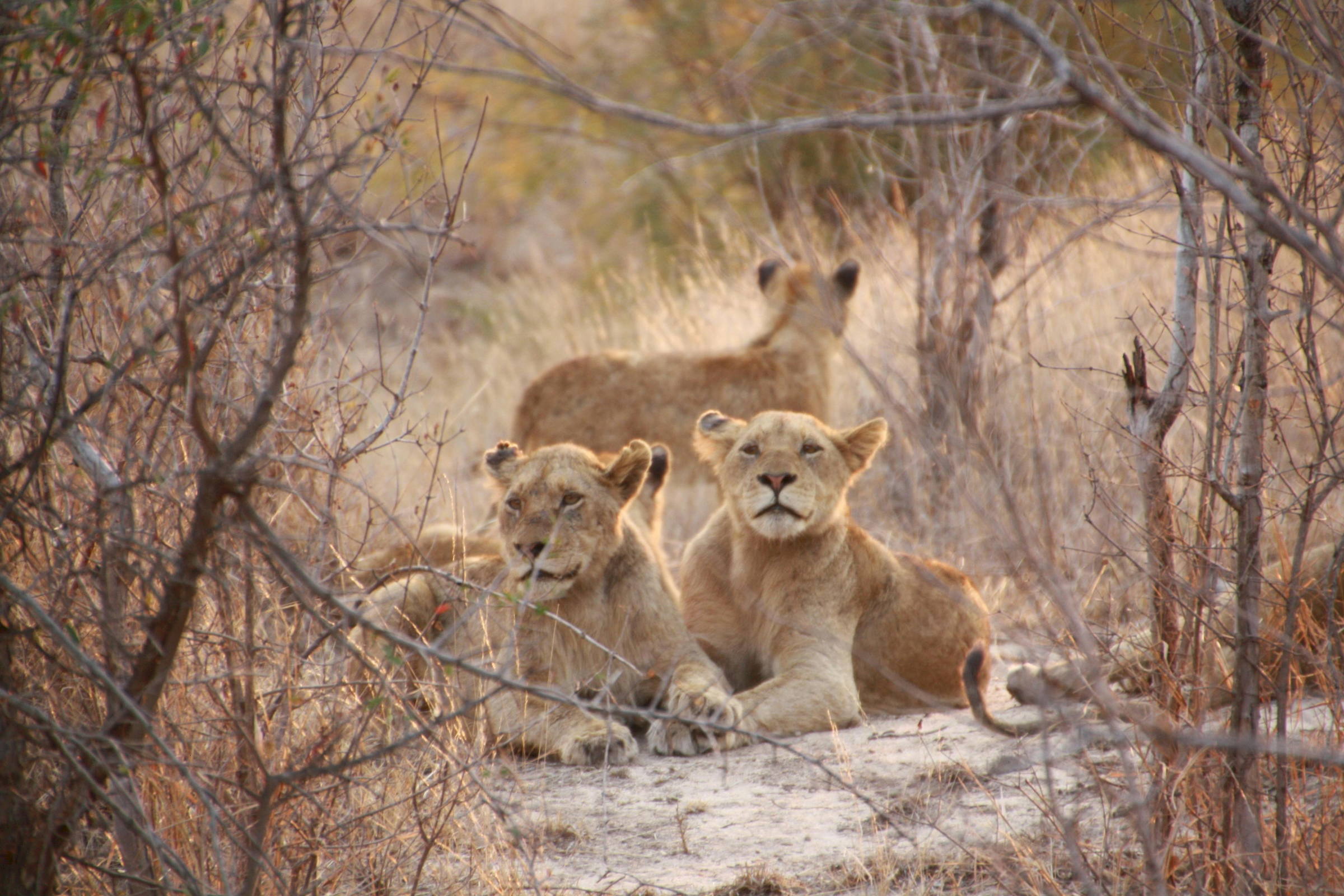 Kruger lions