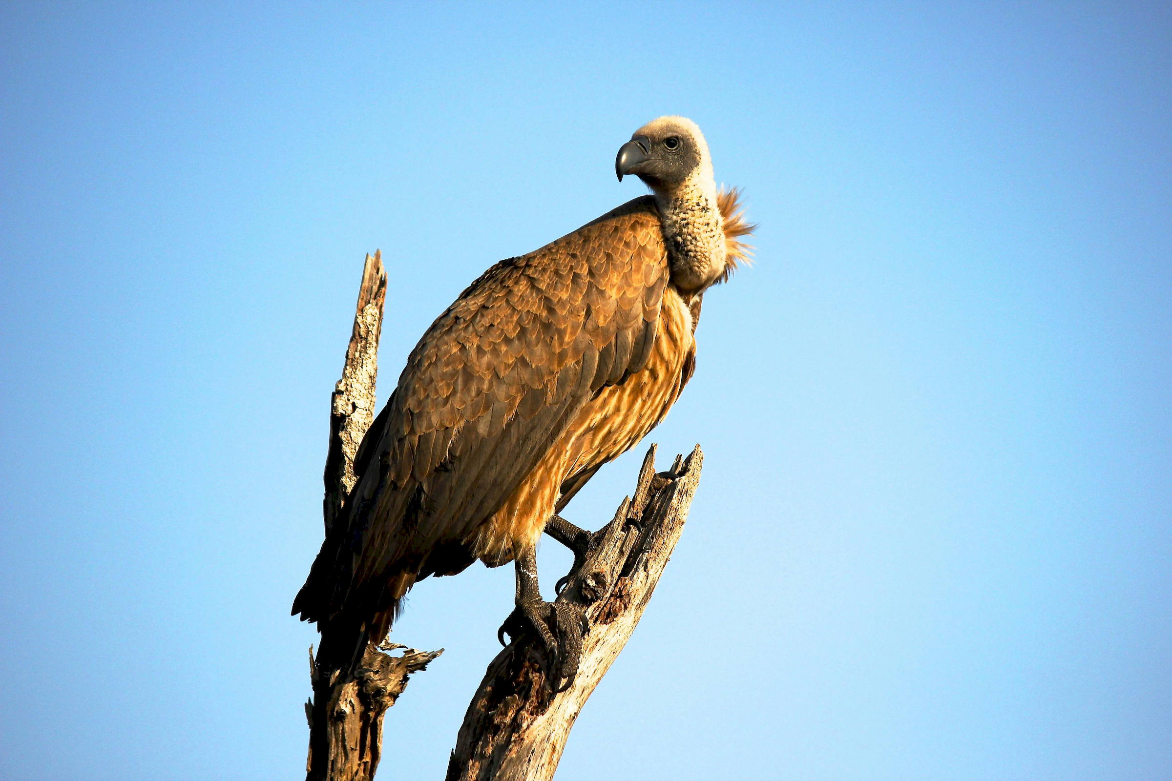 Kruger vulture