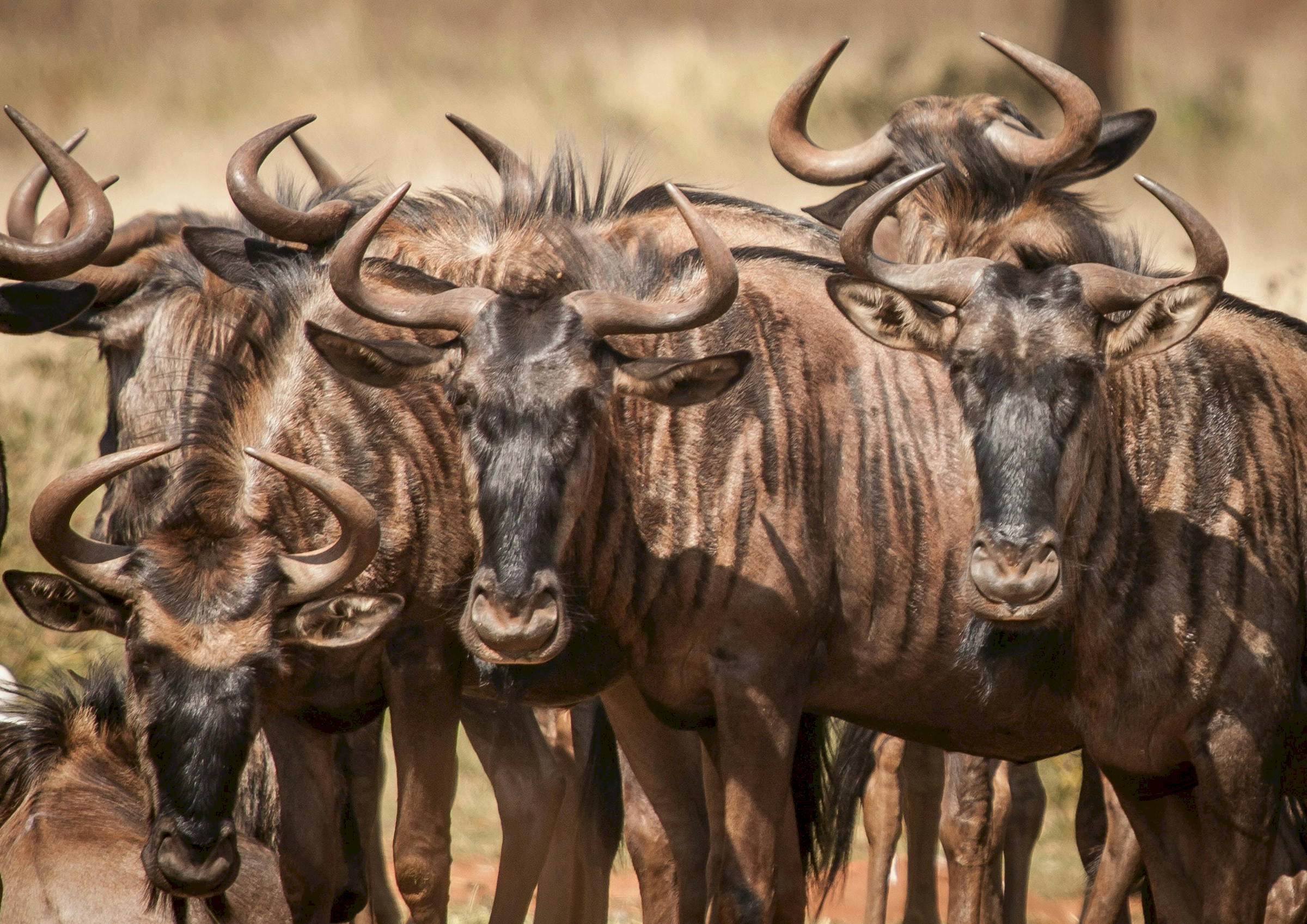 Kruger wildebees