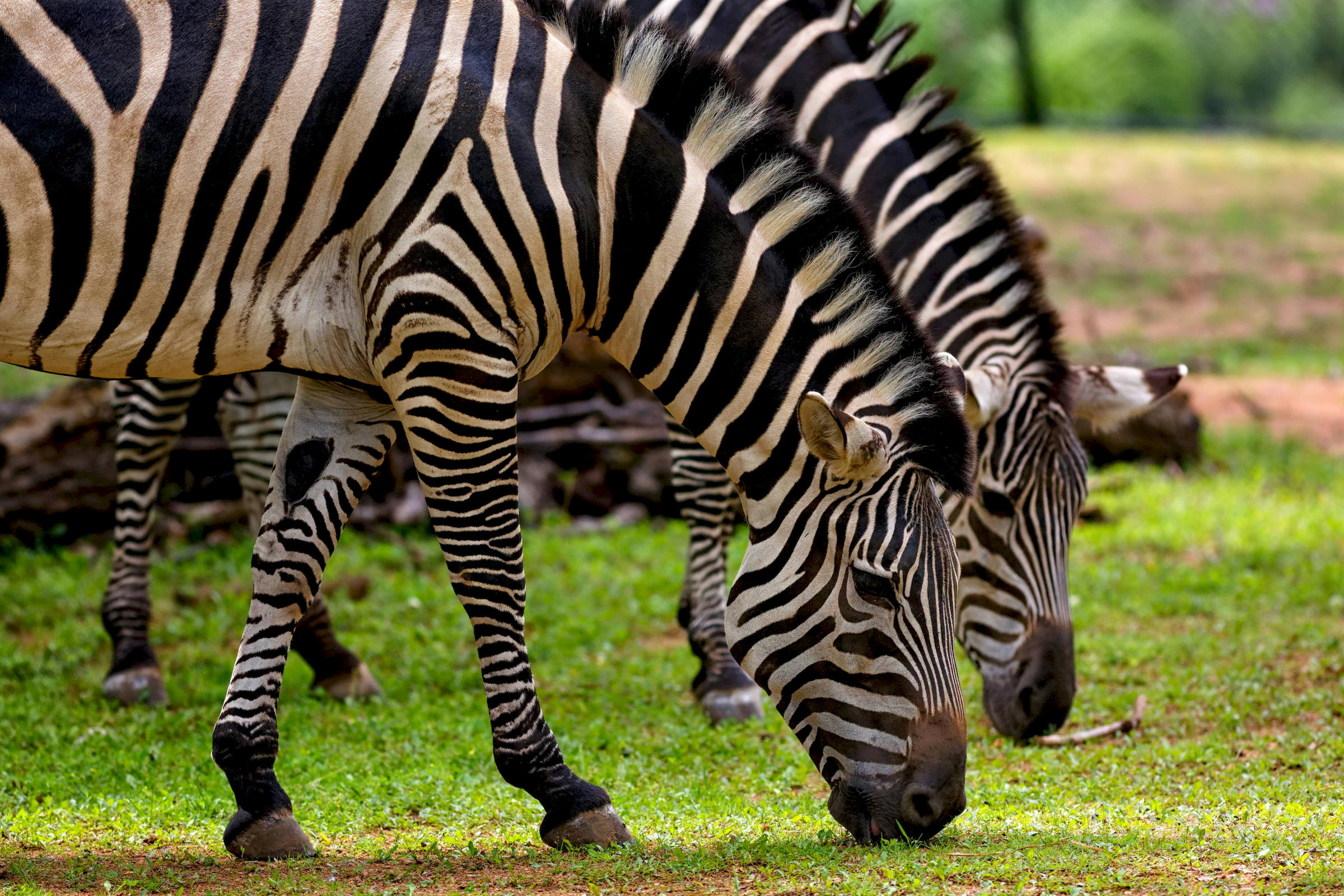 Kruger zebra