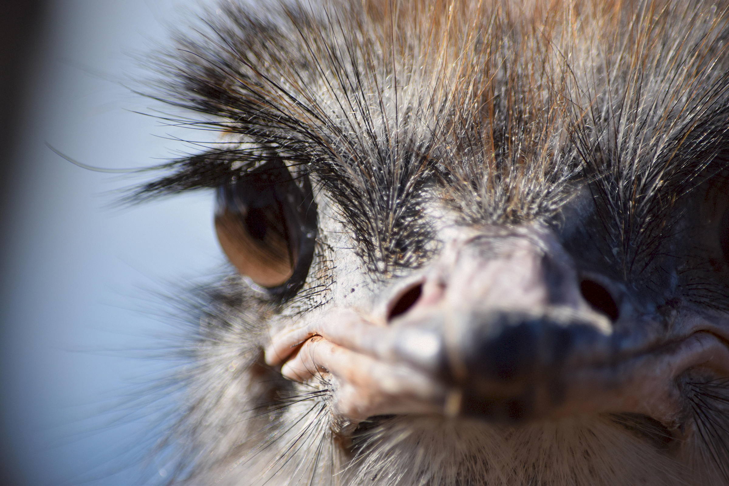 Oudtshoorn Ostrich