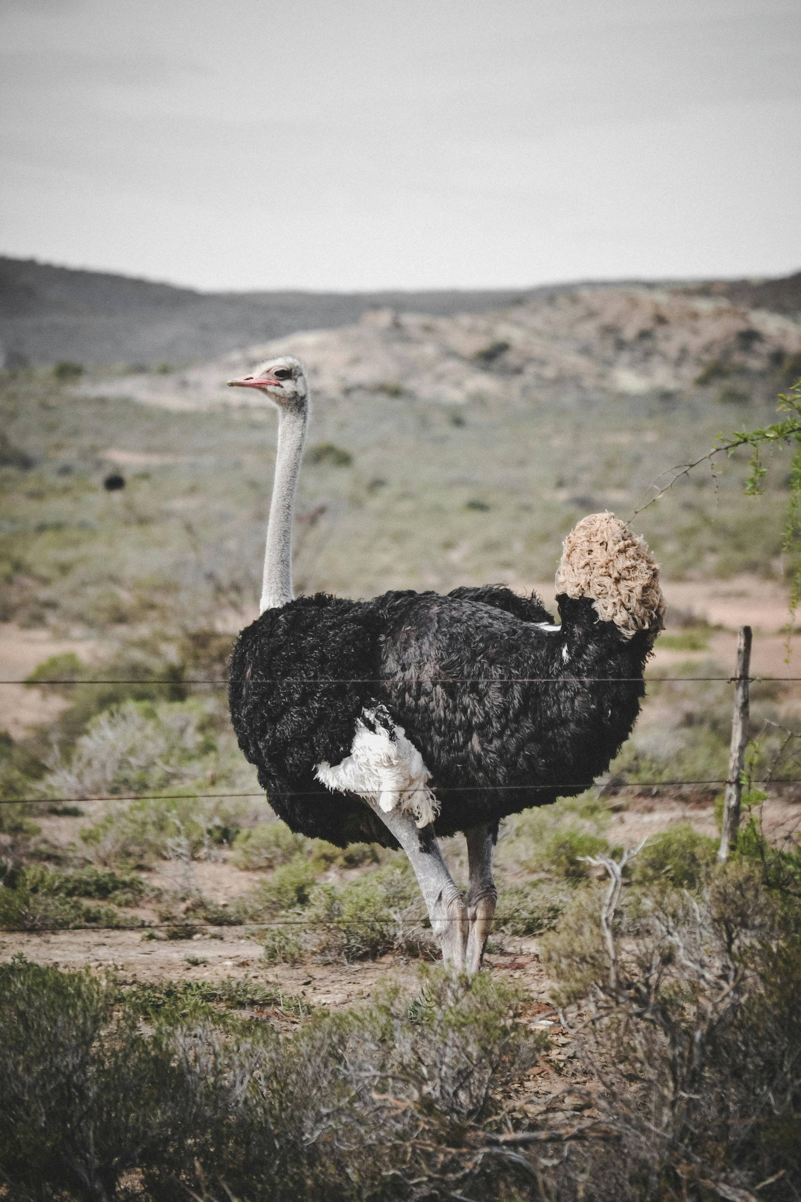 Oudtshoorn Ostrich