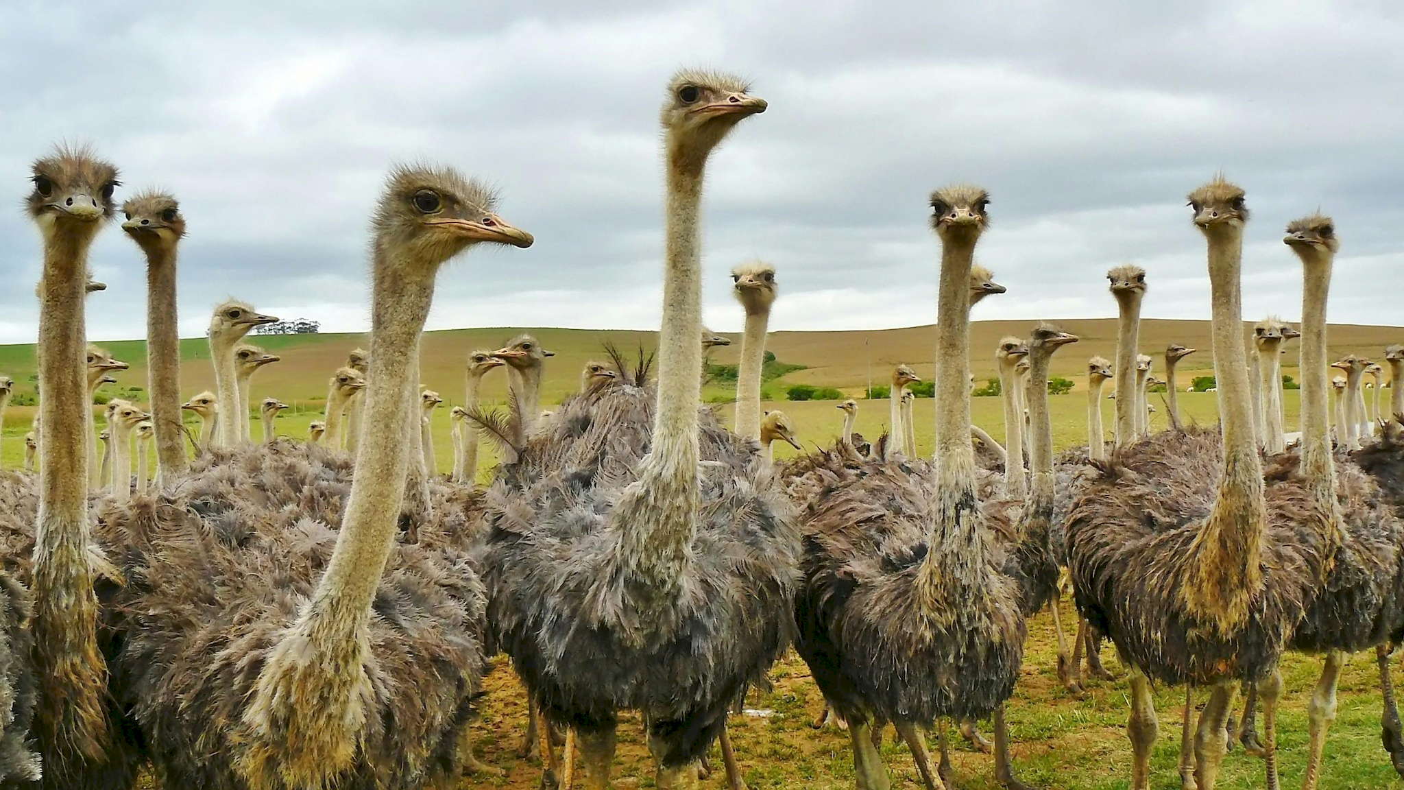 Oudtshoorn Ostrich