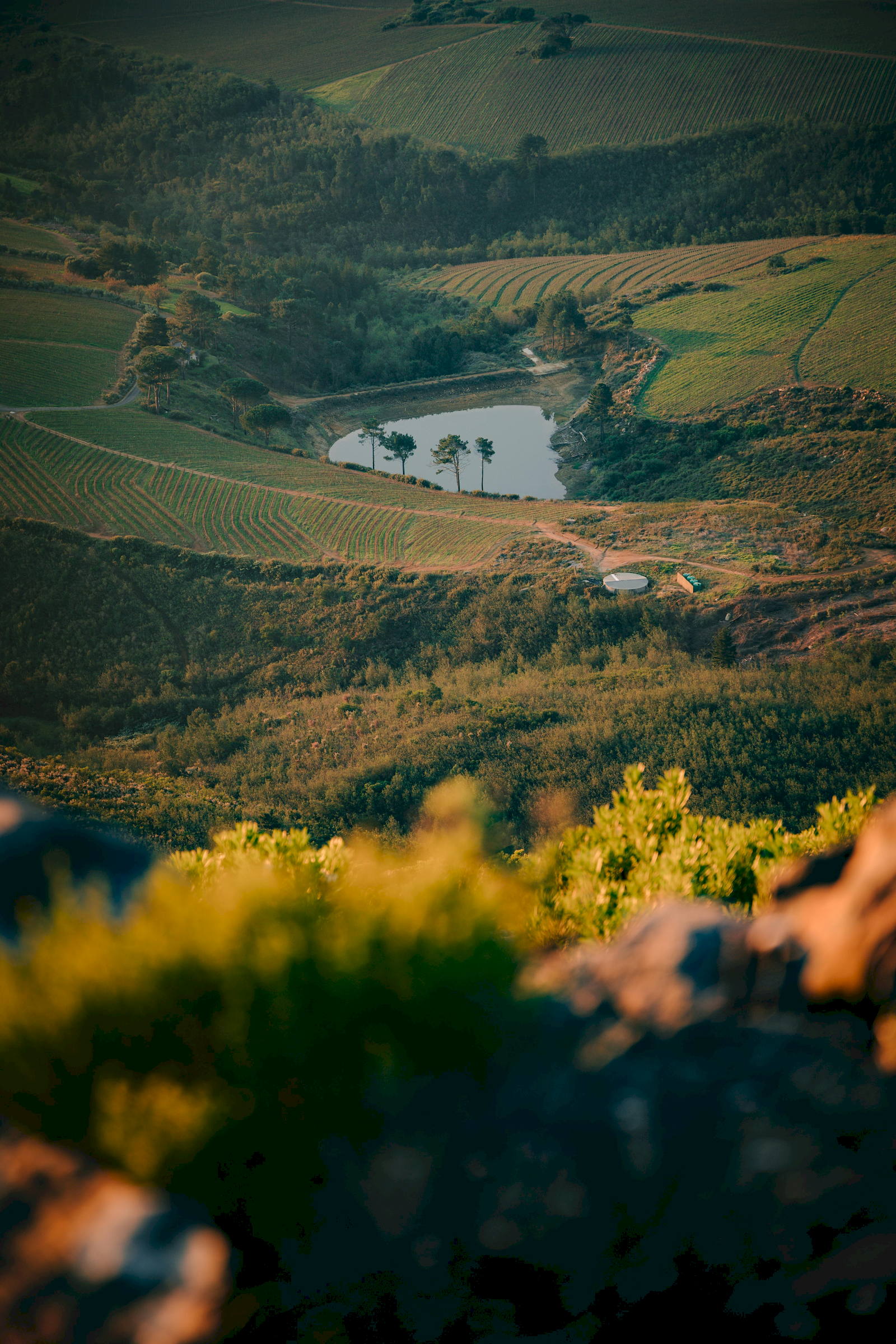 Stellenbosch Vineyard_Tours
