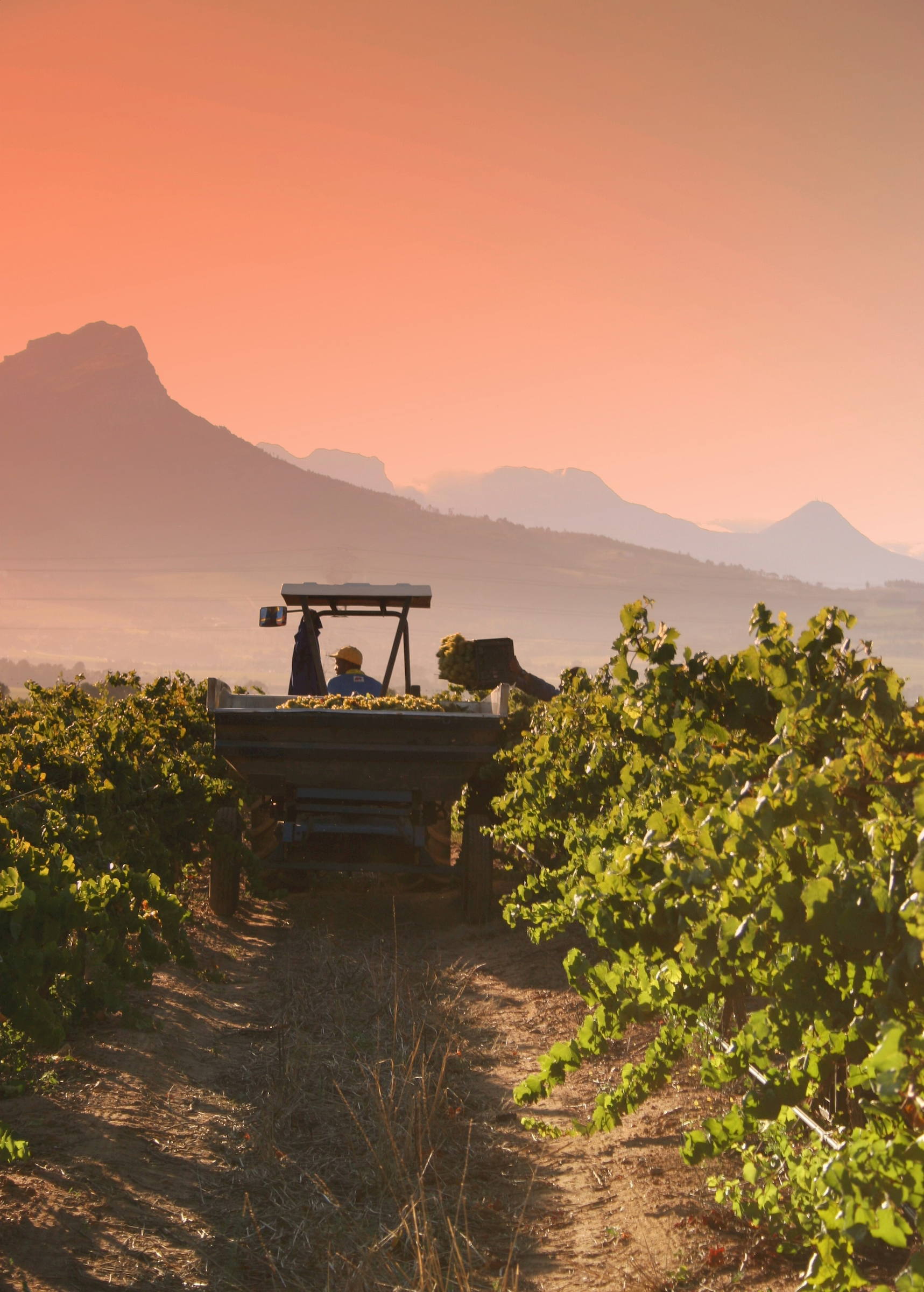 Constantia Vineyards