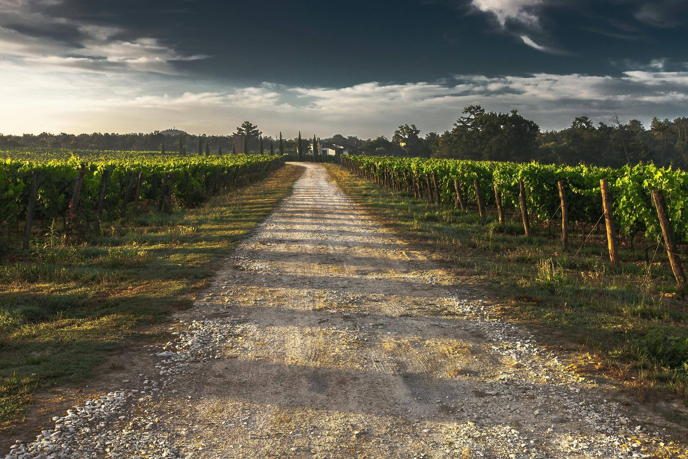 Cape Town Vineyard Tours