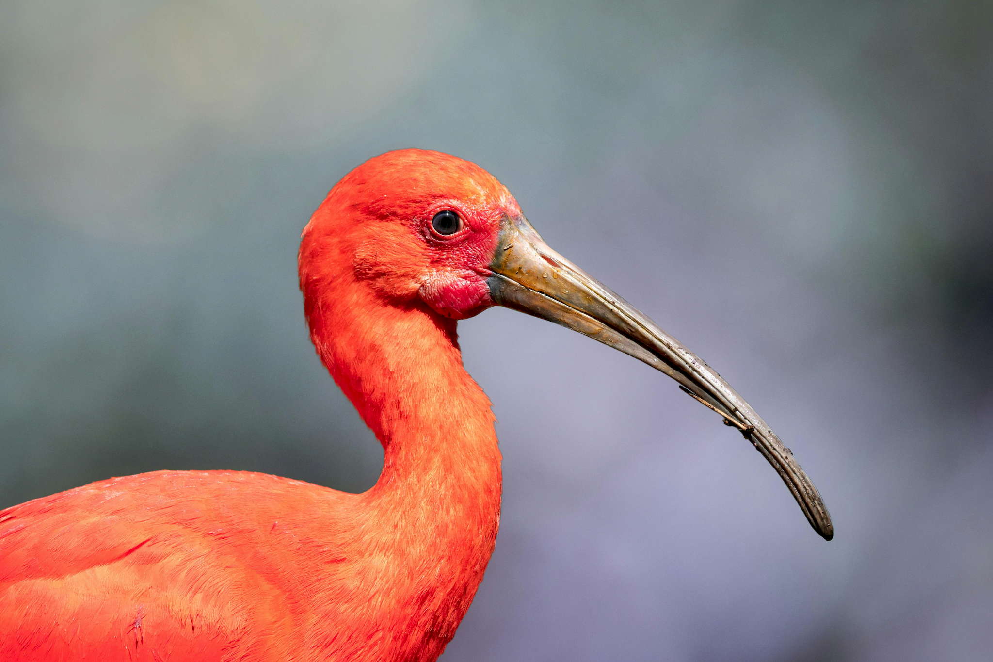 World of Birds