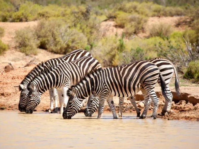Aquila zebra