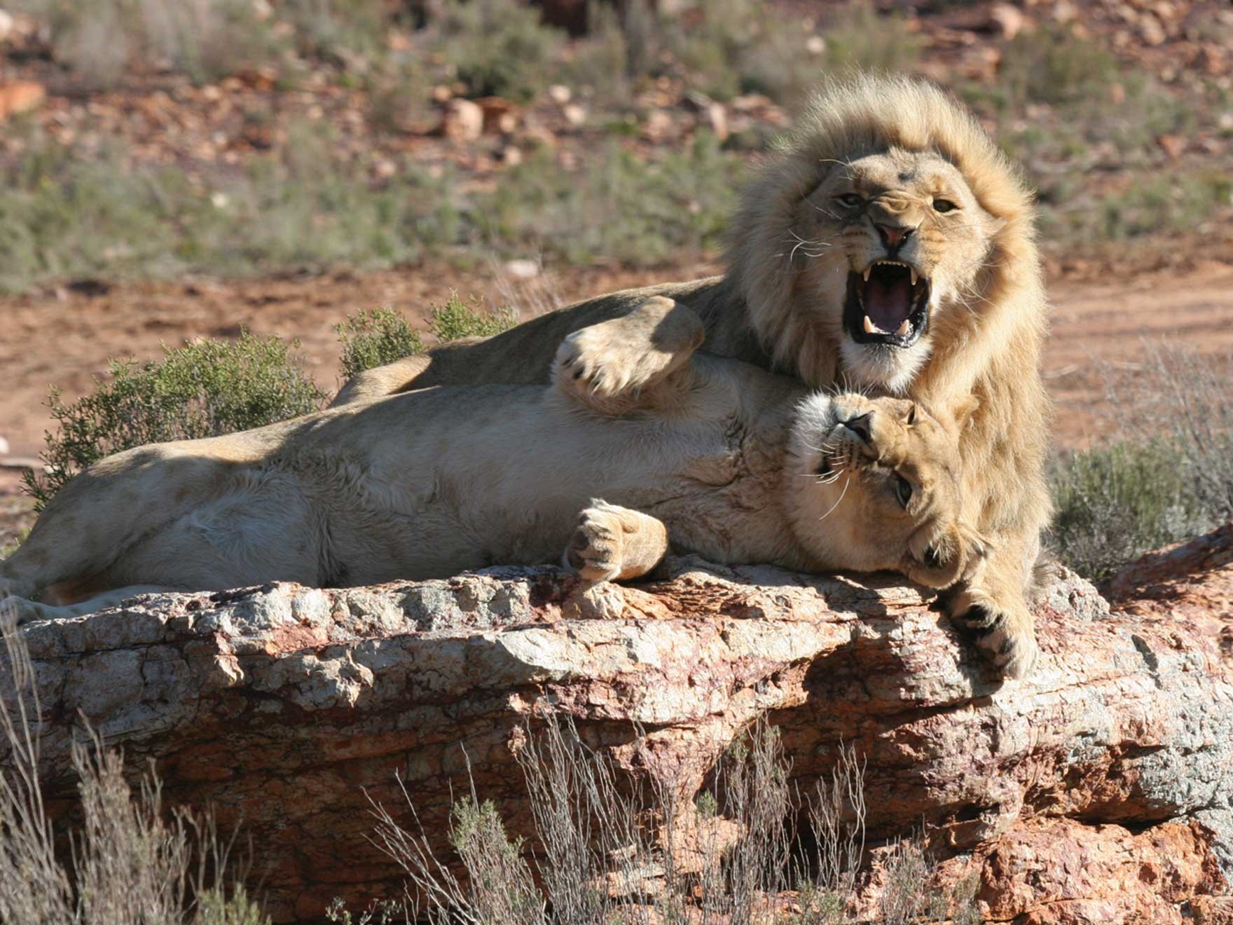Aquila lions