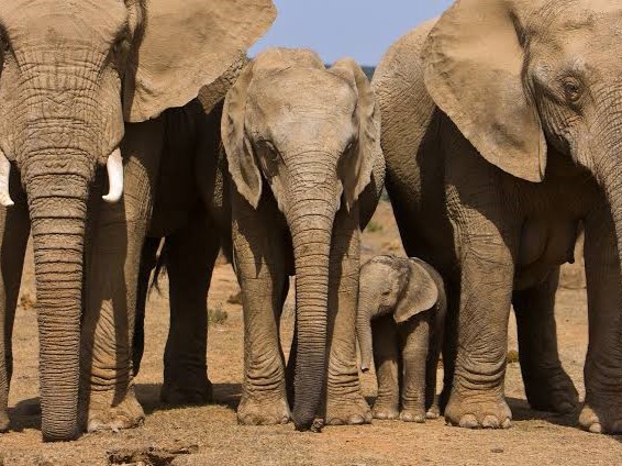 Aquila elephant
