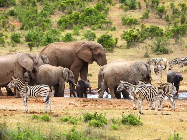 Aquila watering hole