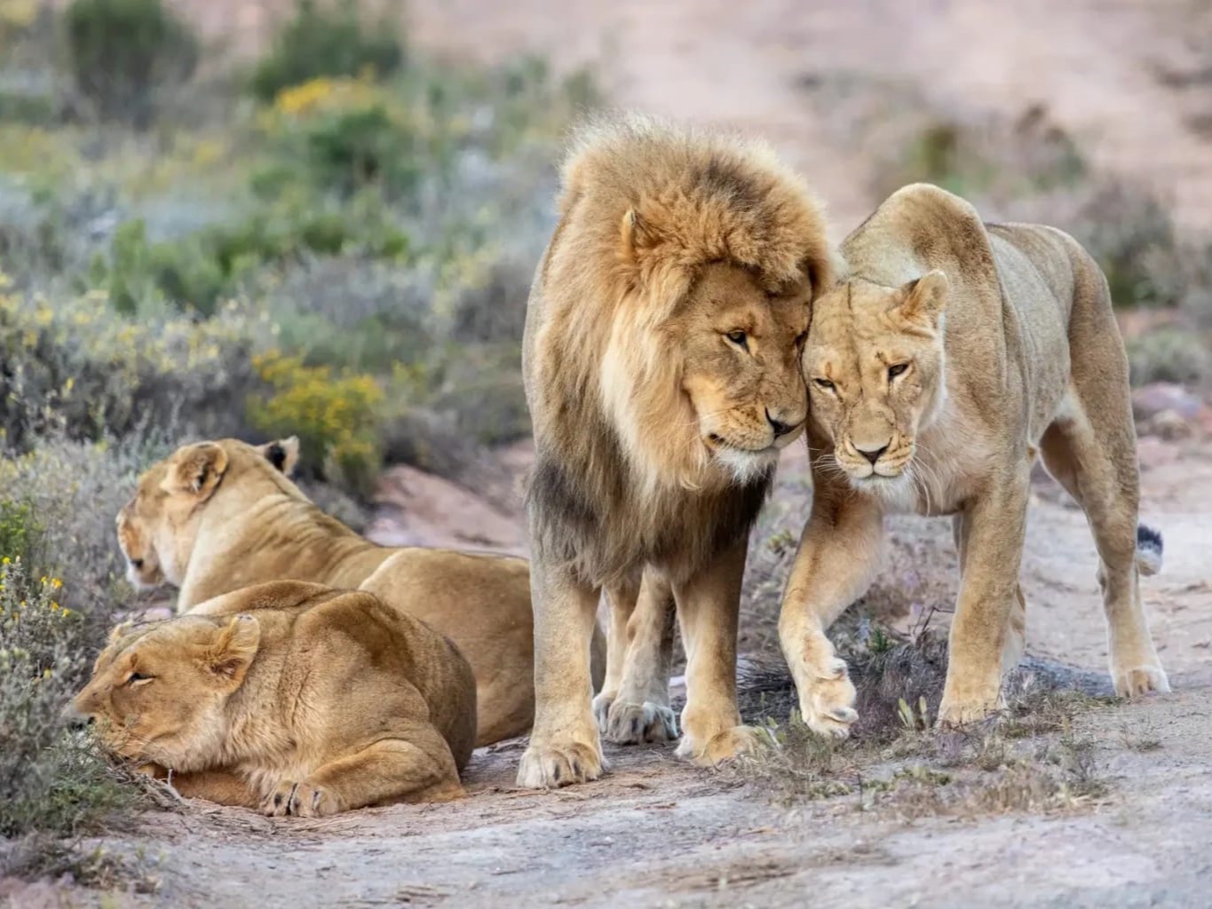 Aquila lion family