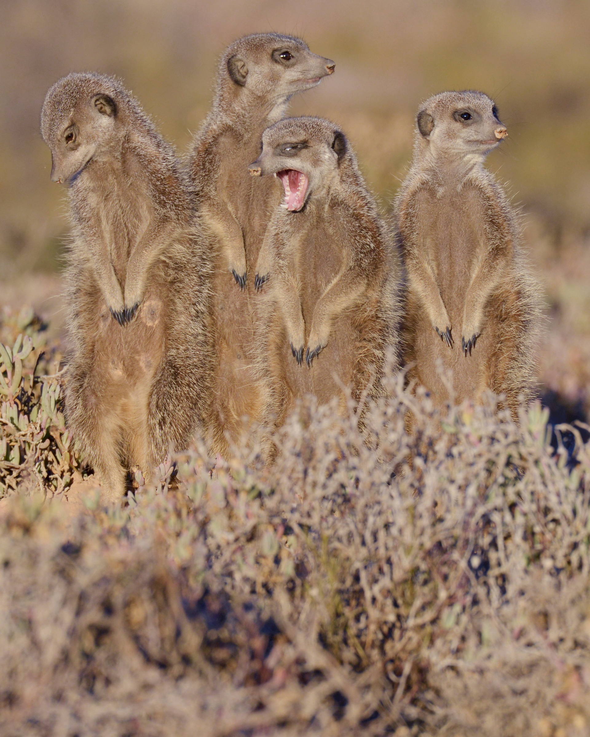 Meerkats