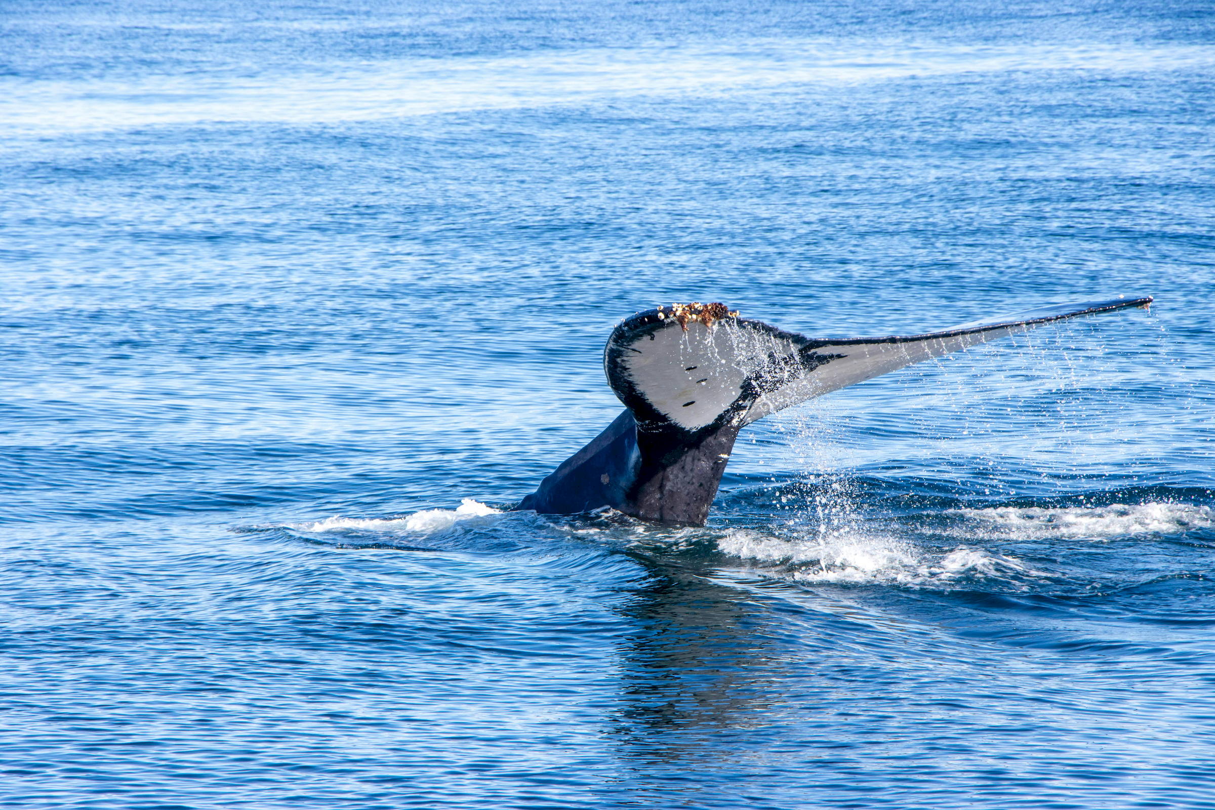 Whale Tail